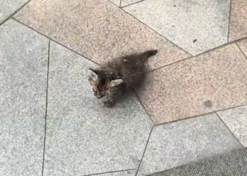 N0104004_found disheveled little cat in park, meowi