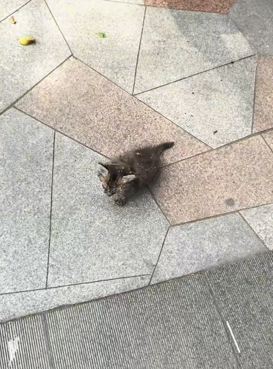 N0104004_found disheveled little cat in park, meowi