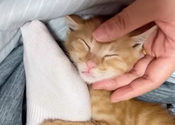 N0204017_On rainy day, heard meowing of cat under