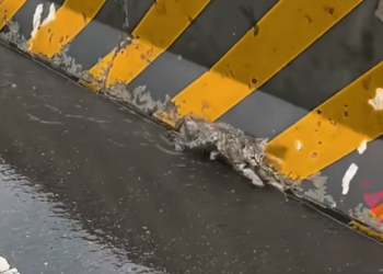 N0204018_kitten got lost walked on highway but