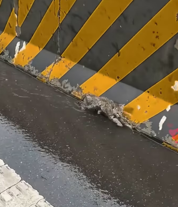 N0204018_kitten got lost walked on highway but