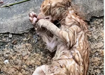 N0204019_pitiful cat had just experienced heavy rain