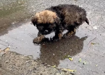 N0204020_poor little dog was crying in rain,like