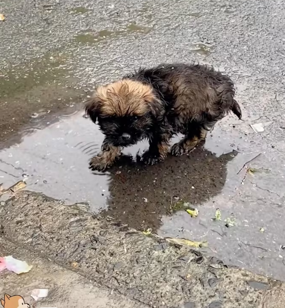 N0204020_poor little dog was crying in rain,like