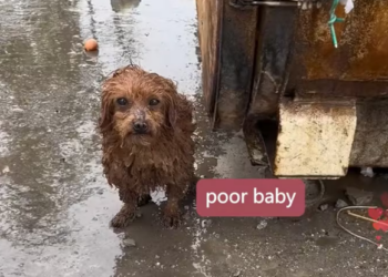 N0204021_stray poodle crying in rain, linvited her in