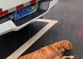 N0204022_stray dog was abandoned in rain kind