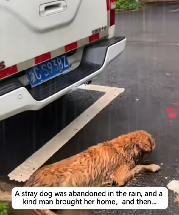 N0204022_stray dog was abandoned in rain kind