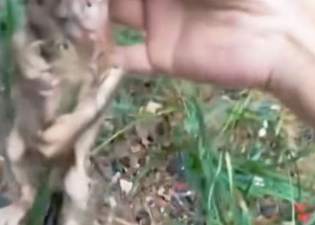 N0404002_Please stop give some help to cat has