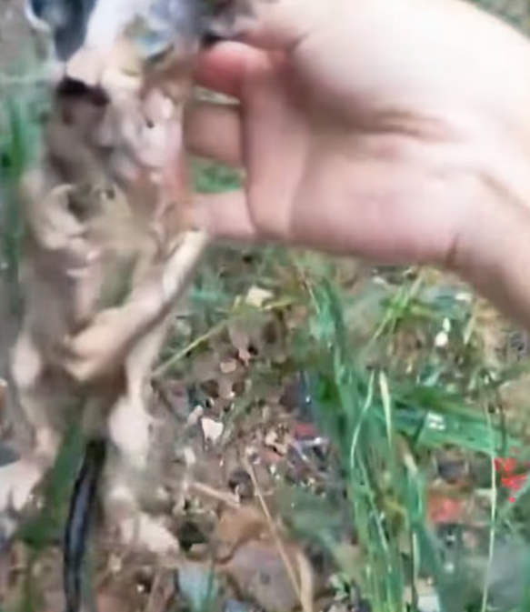 N0404002_Please stop give some help to cat has