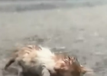 N0404003_Rescue kitten crying in rainstorm