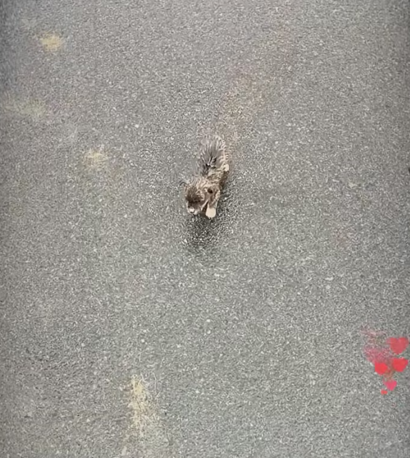 N0404004_After heavy rain, stray dog came to me hel