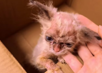 N0404005_Someone abandoned kitten skin disease,