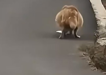 N0404006_golden retriever belly size of bask