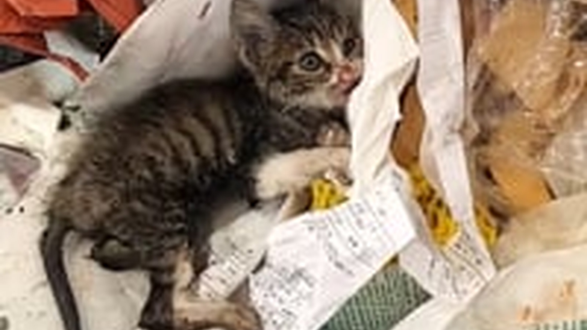 N2704158_Rescue baby cat #rescue #res