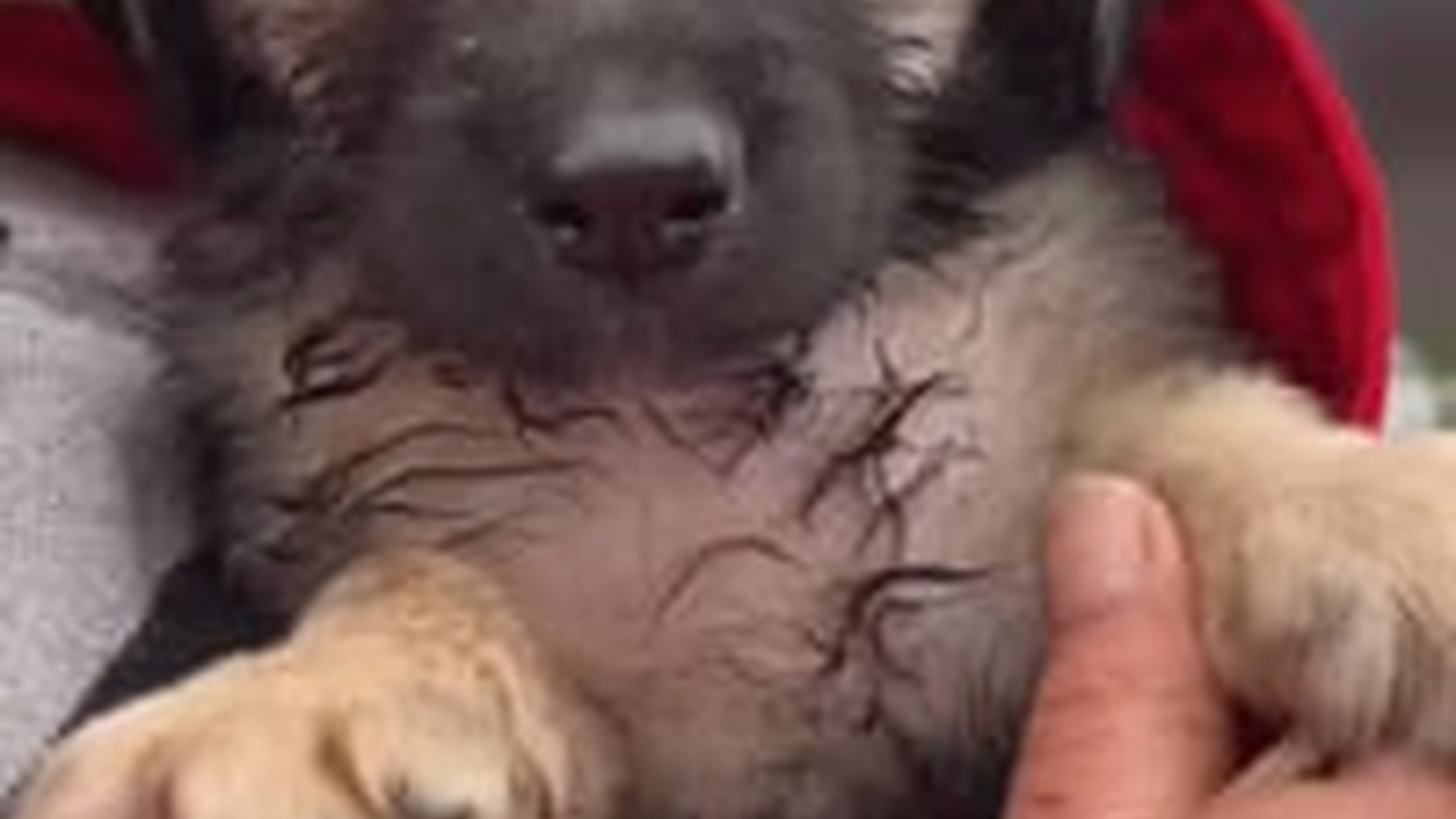 N2704171_Rescued an orphan baby dog cowering trembling