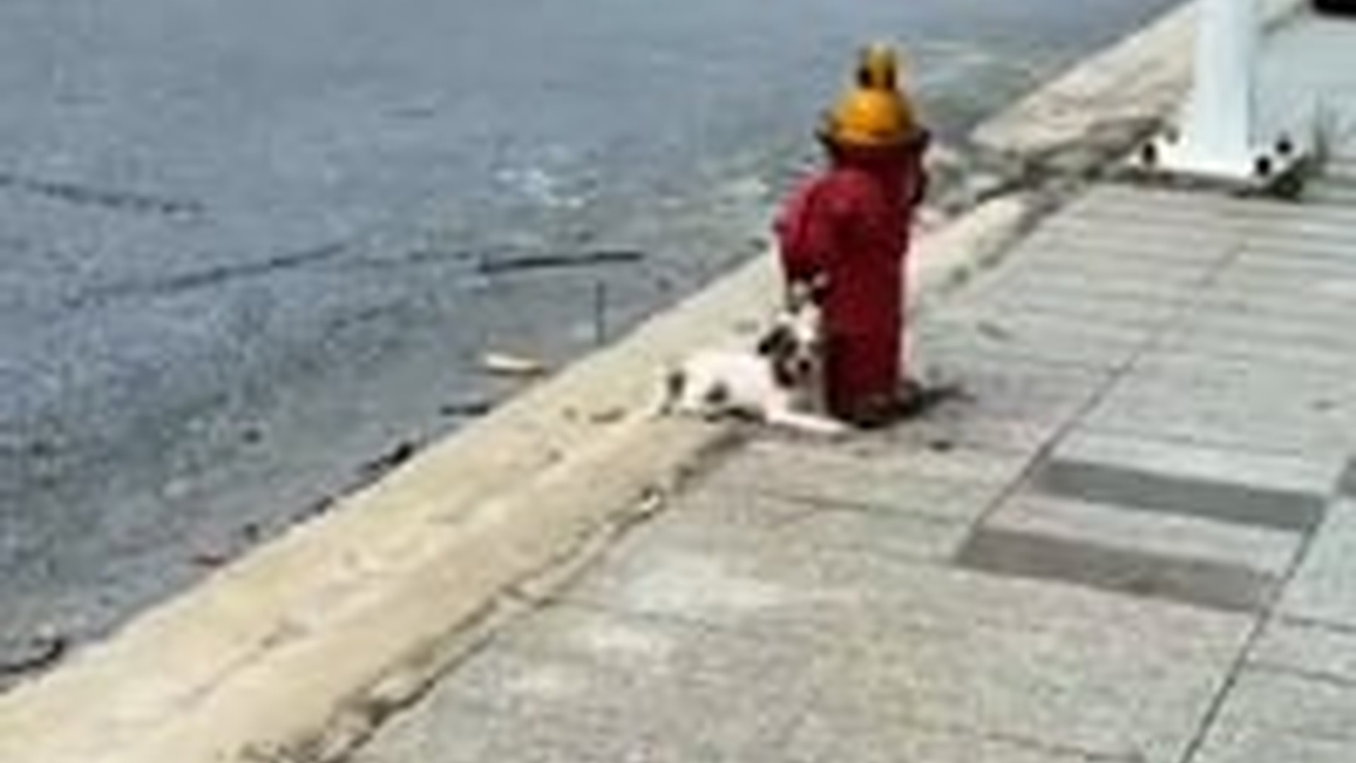 N2704172_Rescue puppy on road (1)