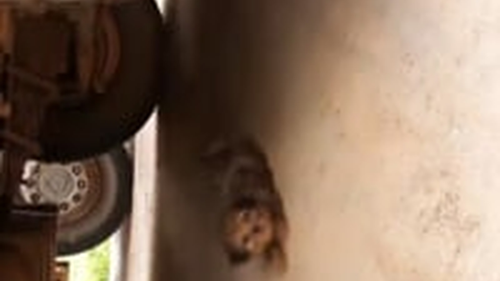N2704174_Rescue puppy on road........#rescue #rescued