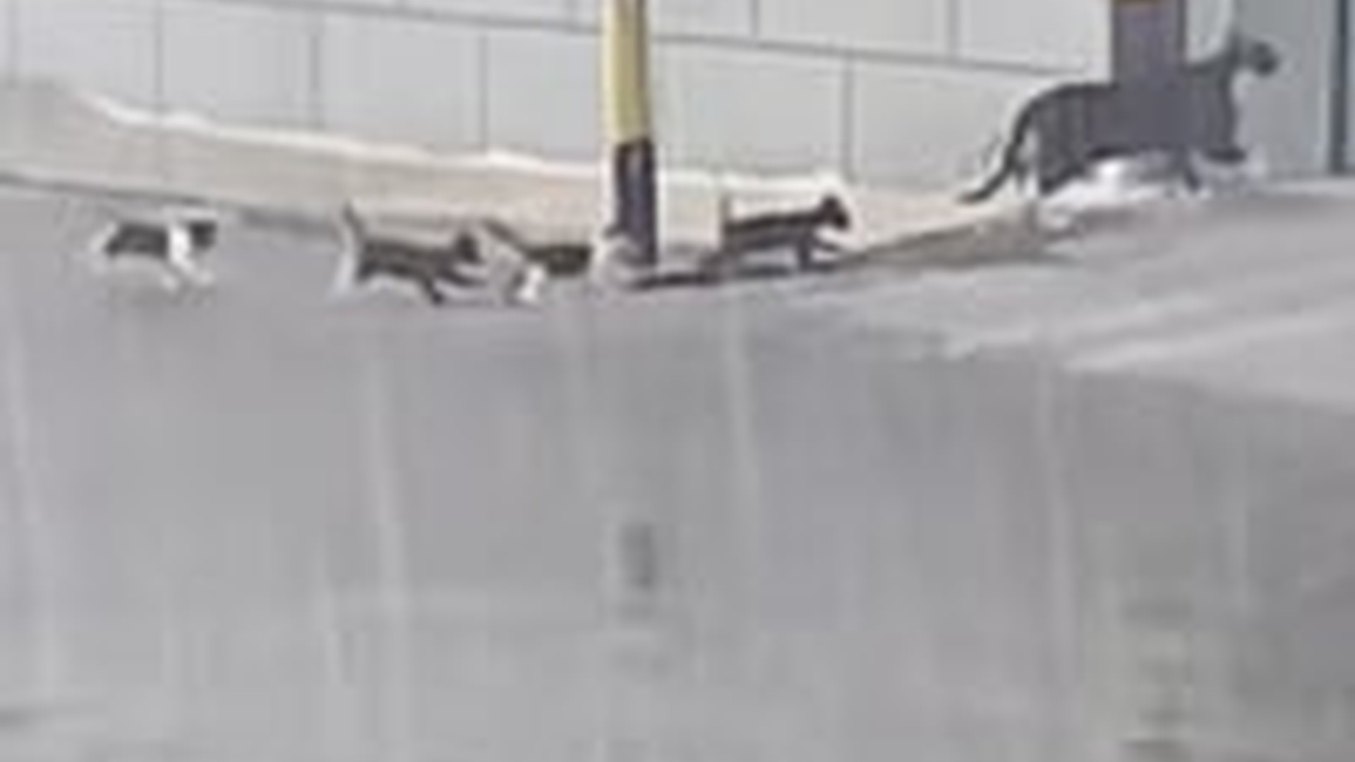 N2704190_Rescue kitten #rescue #rescueanimals #kitten #ki