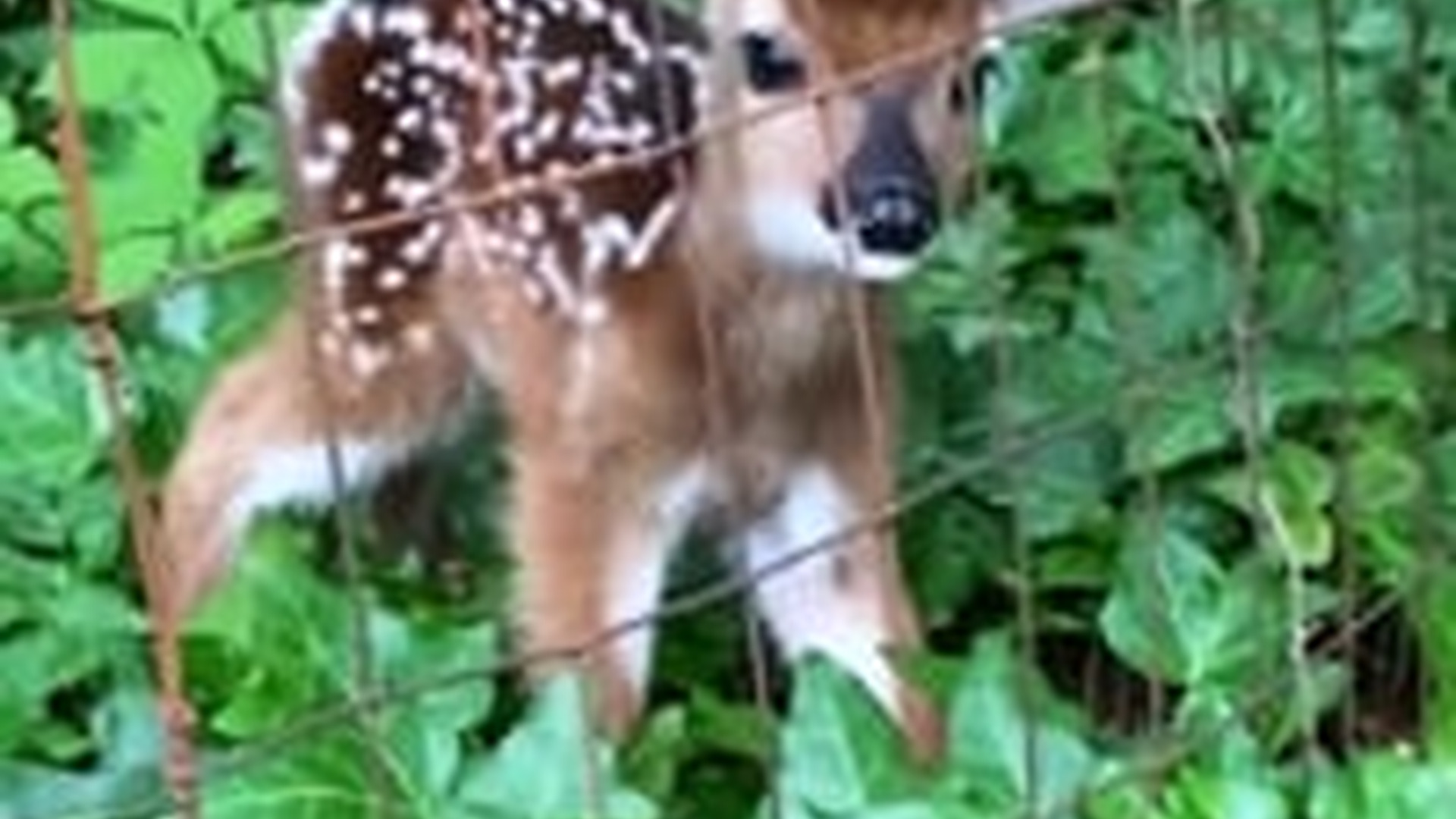 N2704191_Rescue baby deer #rescue #rescueanimals #deer #f