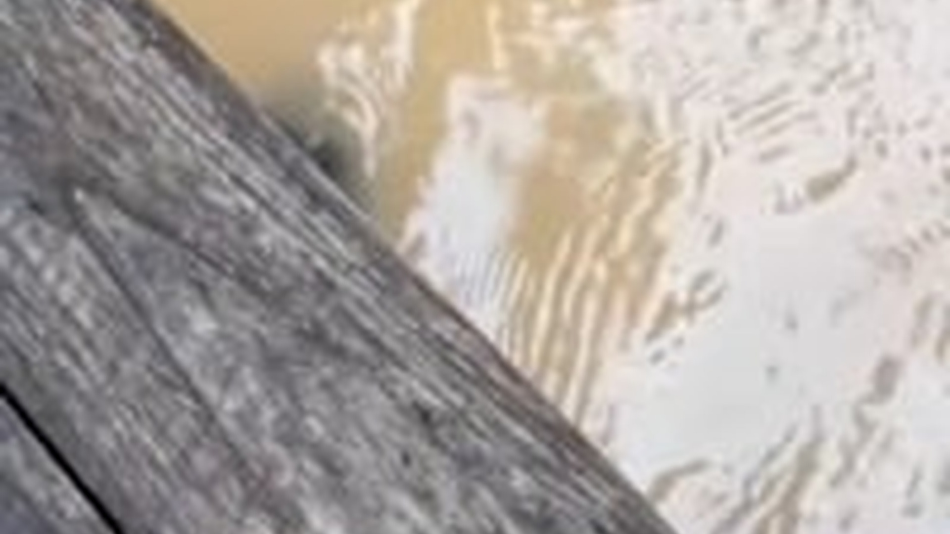 N2704192_couple saved baby raccoon #rescue #rescueanima