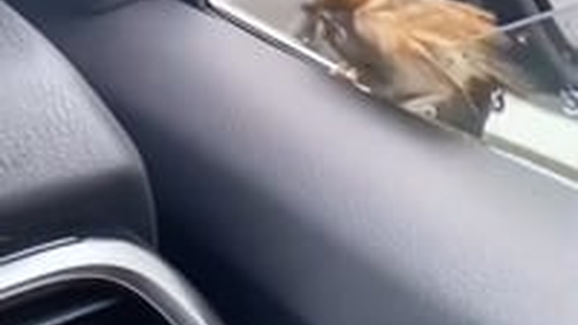 N2704193_saved bird #rescue #rescueanimals #bird #pet