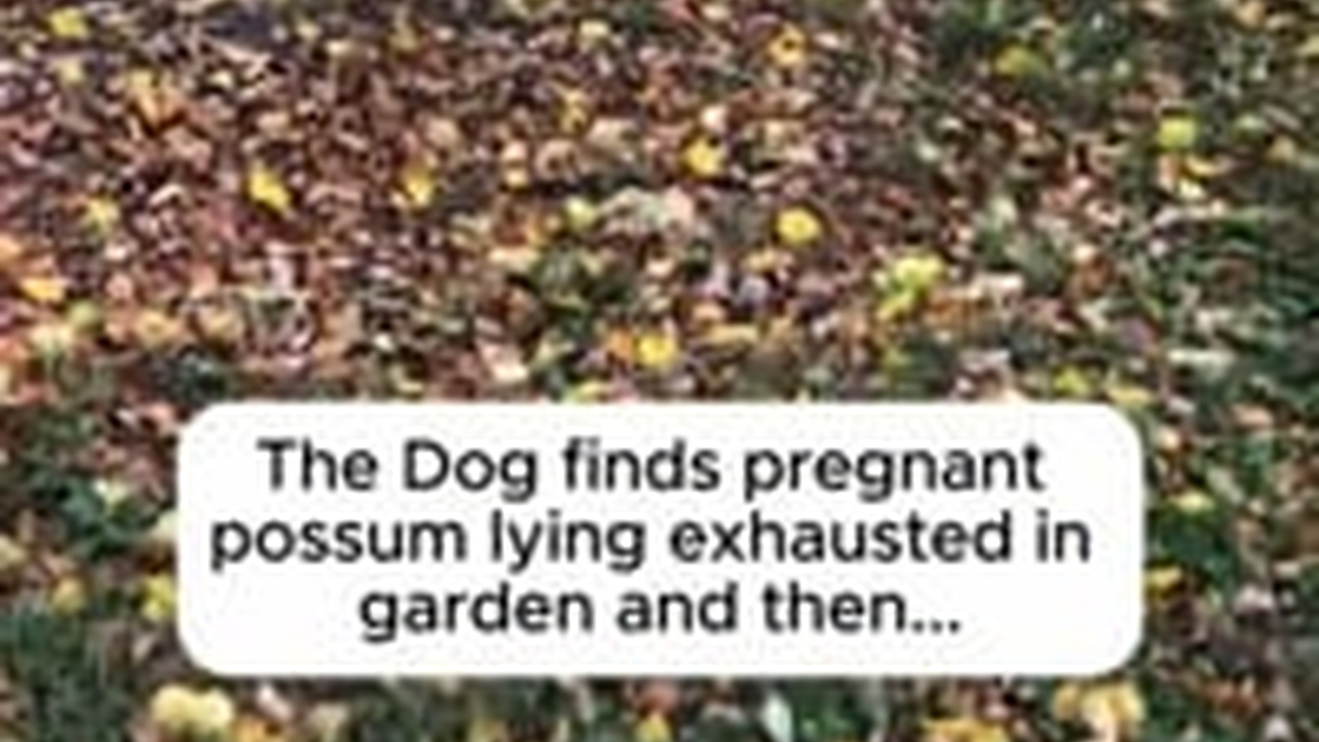 N2704194_Rescue an opossum then #rescue #rescueanimals