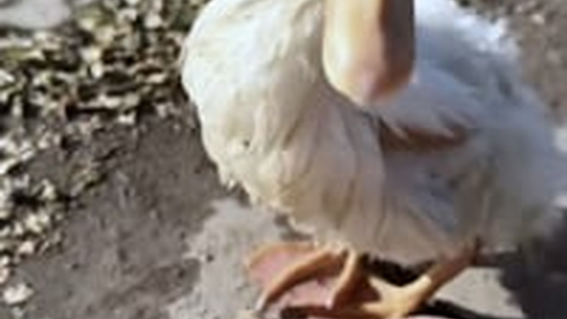 N2704201_Rescue baby duck #rescue #rescueanimals #duck #a