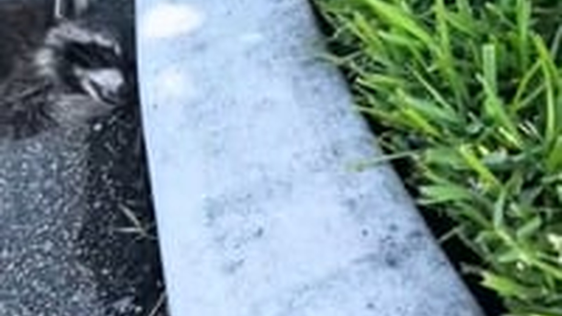 N2704212_On hot day saw raccoon, helped it #rescue