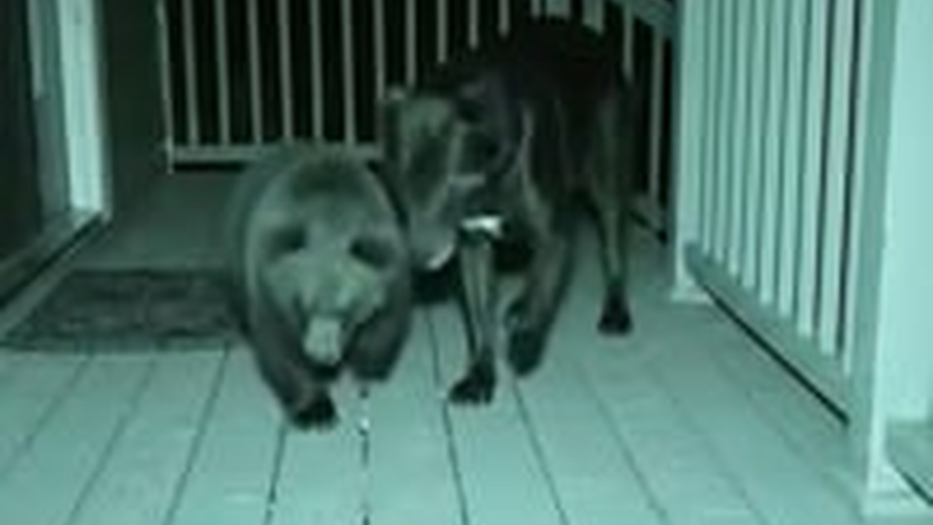 N2704213_My dog brought home baby bear surprise #res