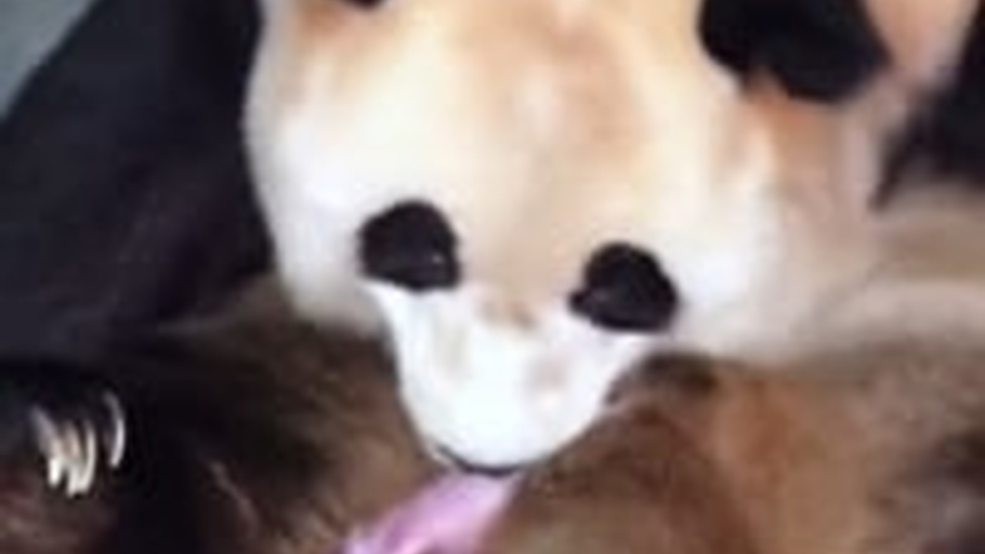 N2704214_We helped mother panda raise her baby