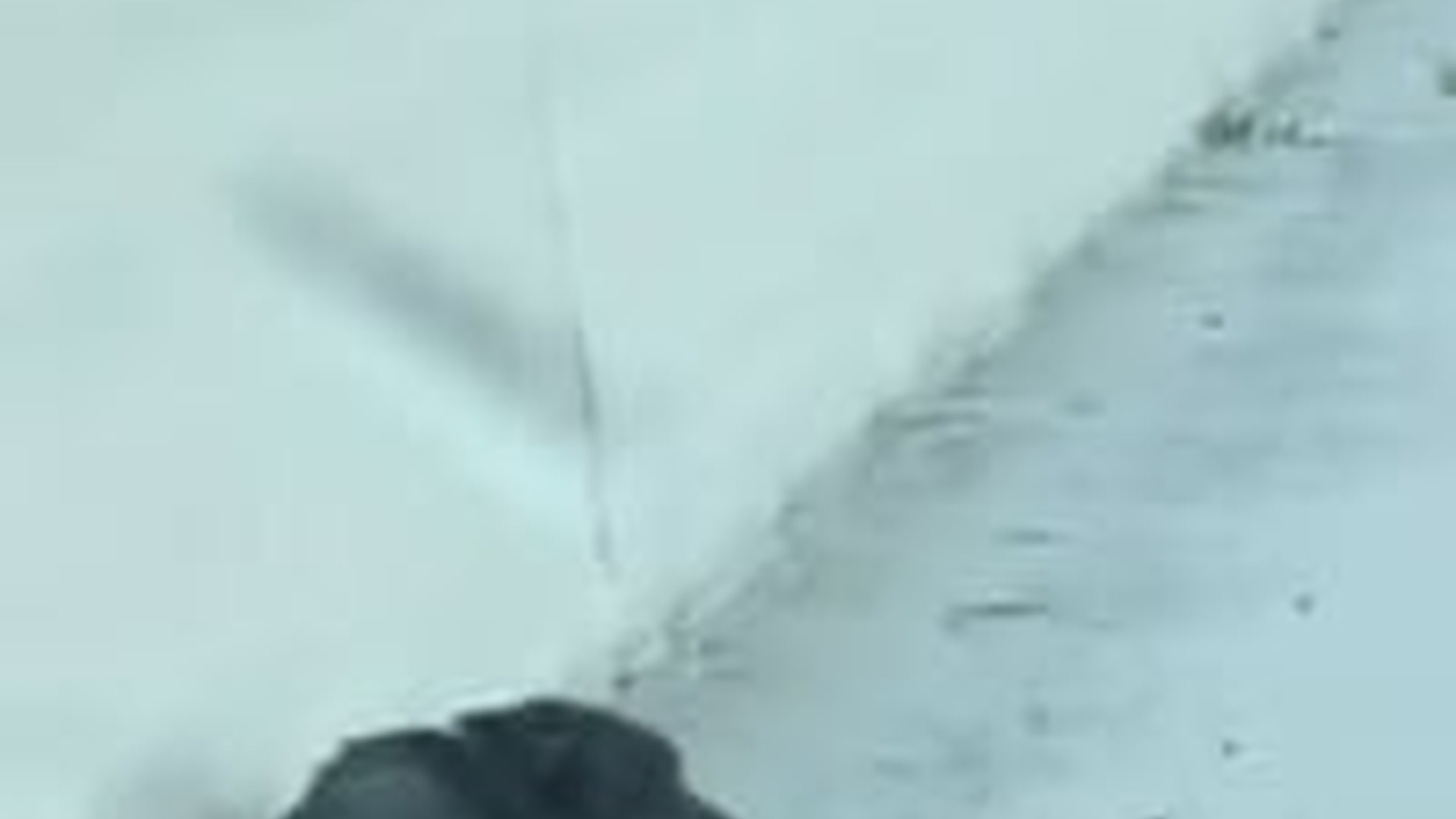 N2704215_We saw dog lying on road then #rescue