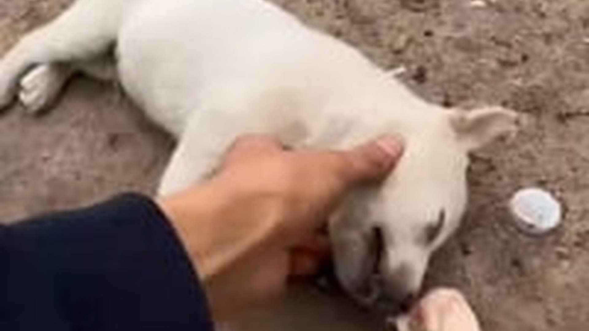 N2704218_Rescue puppies #rescue #rescuedog #rescueanimals