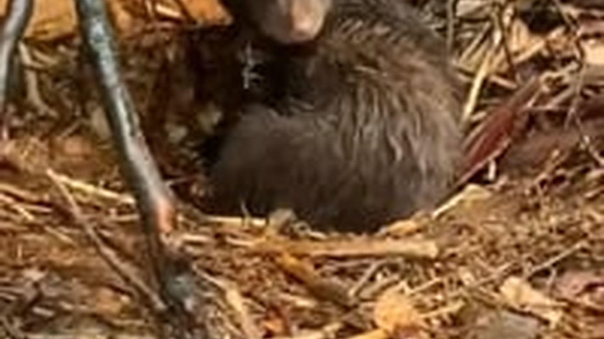 N2704220_#bear #babybear #bearsoftiktok #animal #animalsoft