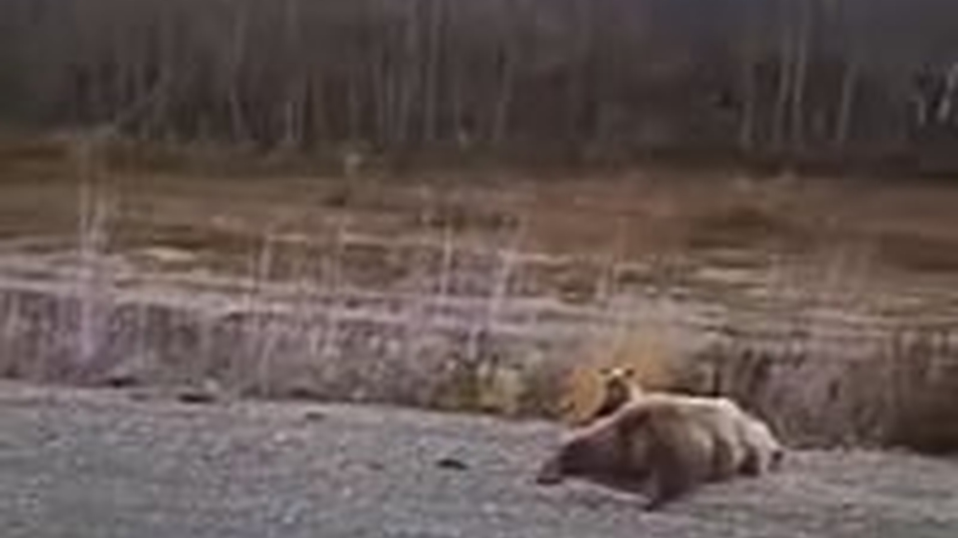N2704224_Poor baby bear #bear #babybear #bearsoftiktok #ani