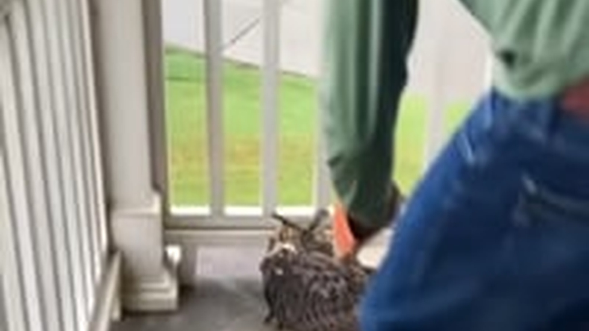 N2704225_Baby owl #owl #babyowl #owlsoftiktok #bird #birdso