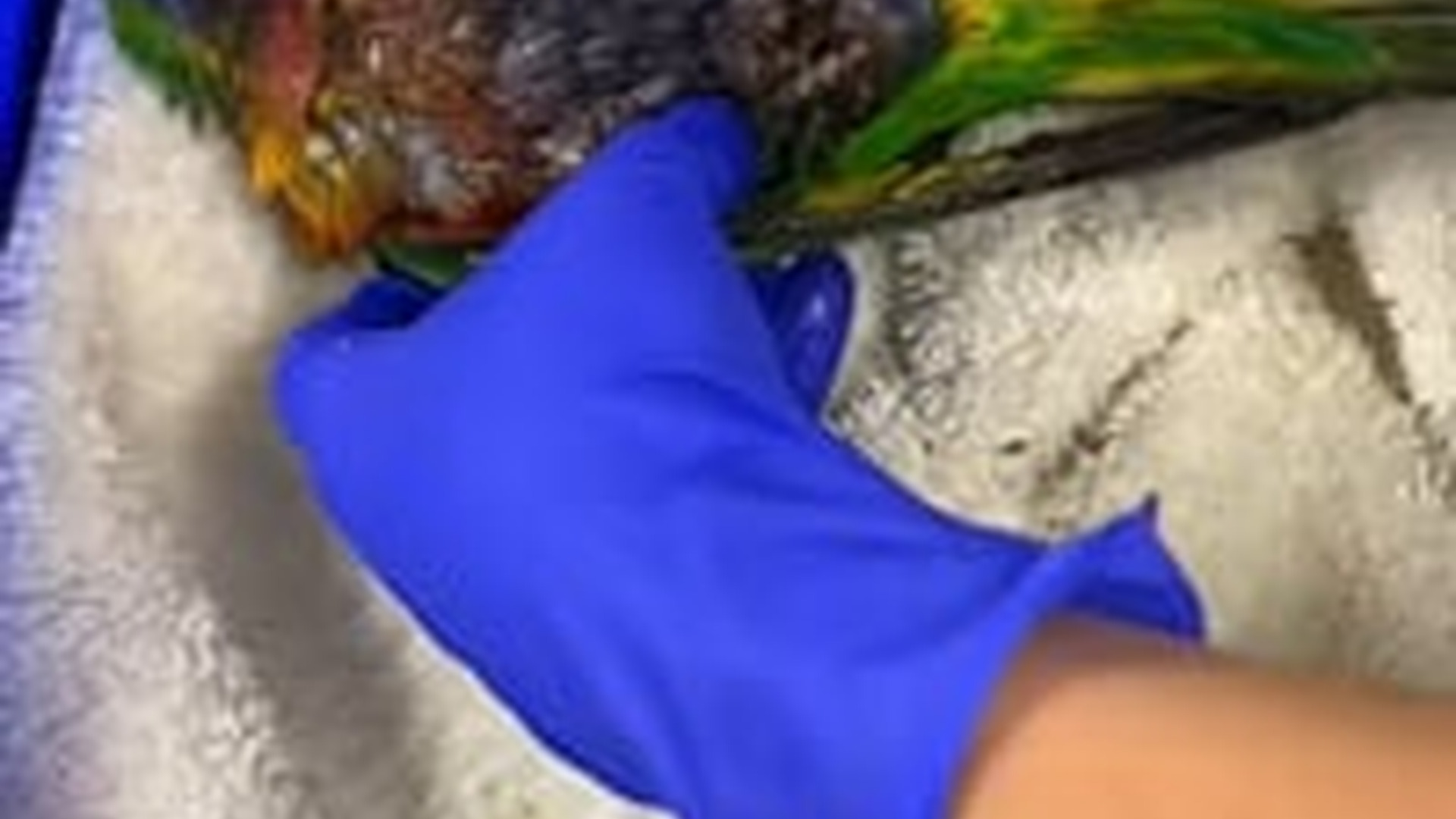 N2704227_#parrot #babyparrot #parrotsoftiktok #animal #anim