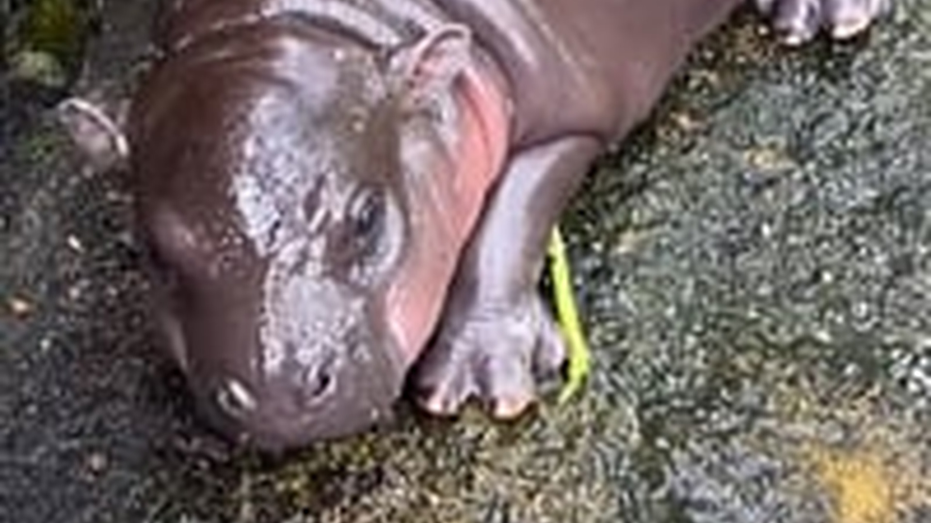 N2704241_Baby hippo #hippo #hippopotamus #babyhippo #hippos