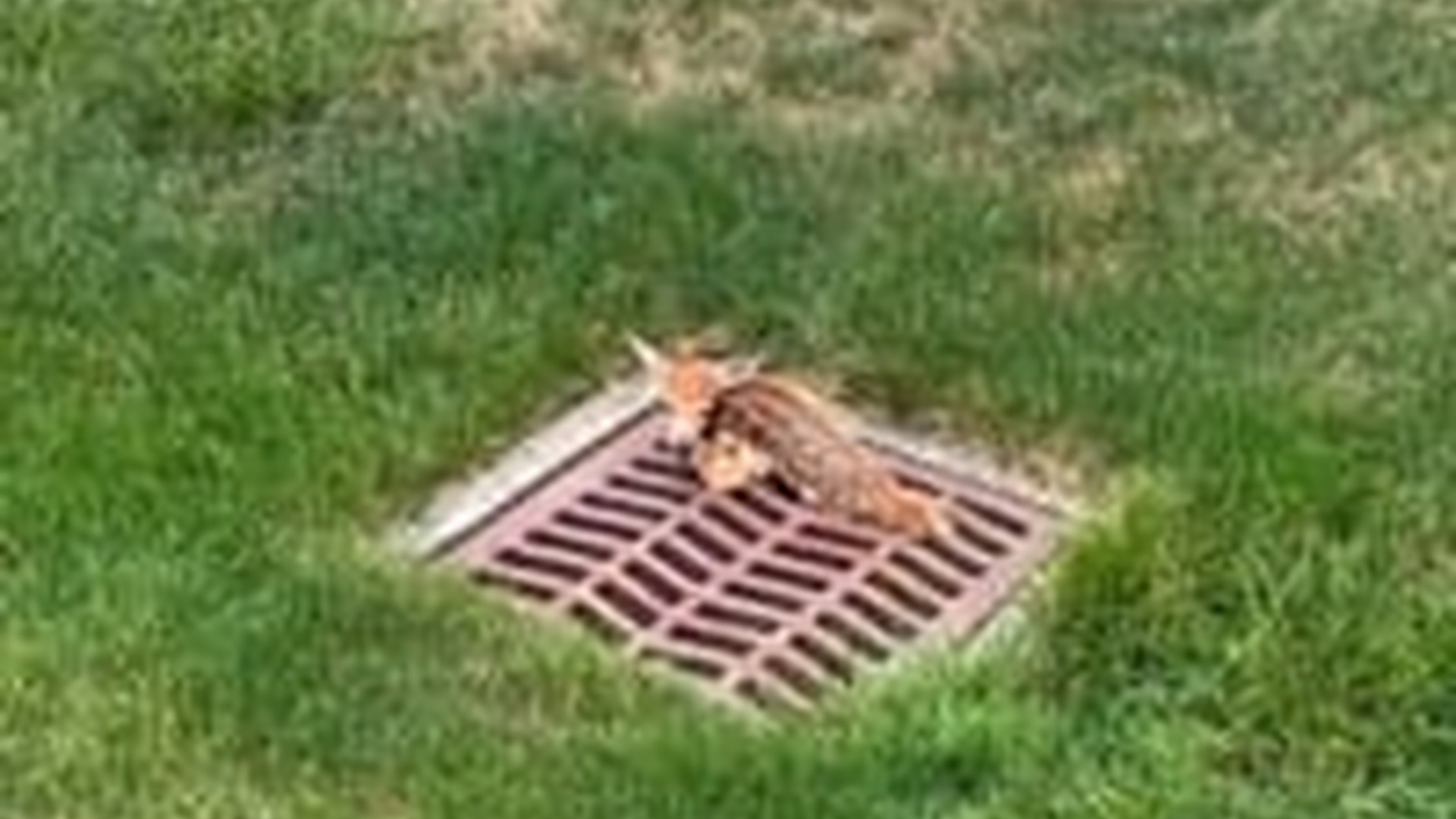 N2704242_Fawn freed sewer grate #deer #babydeer #deert