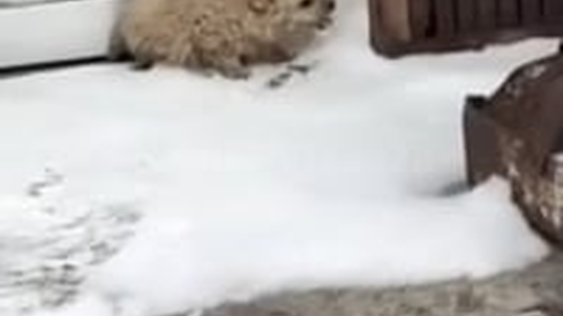 N2704245_He was so hungry he was eating snow.... #cute #pup