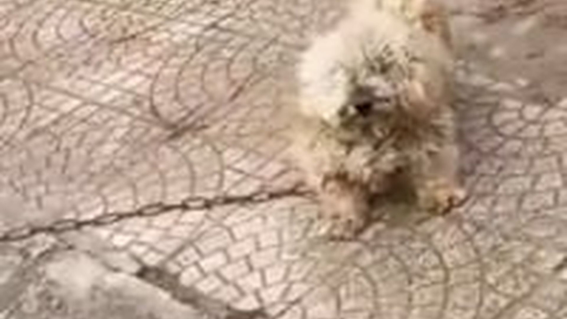N2704246_Rescue abandoned dog then miracle happens... (3)