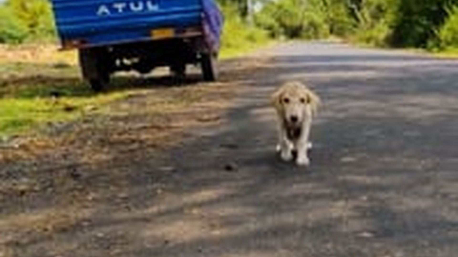N0905016_Disabled stray pup was spotted lying by road