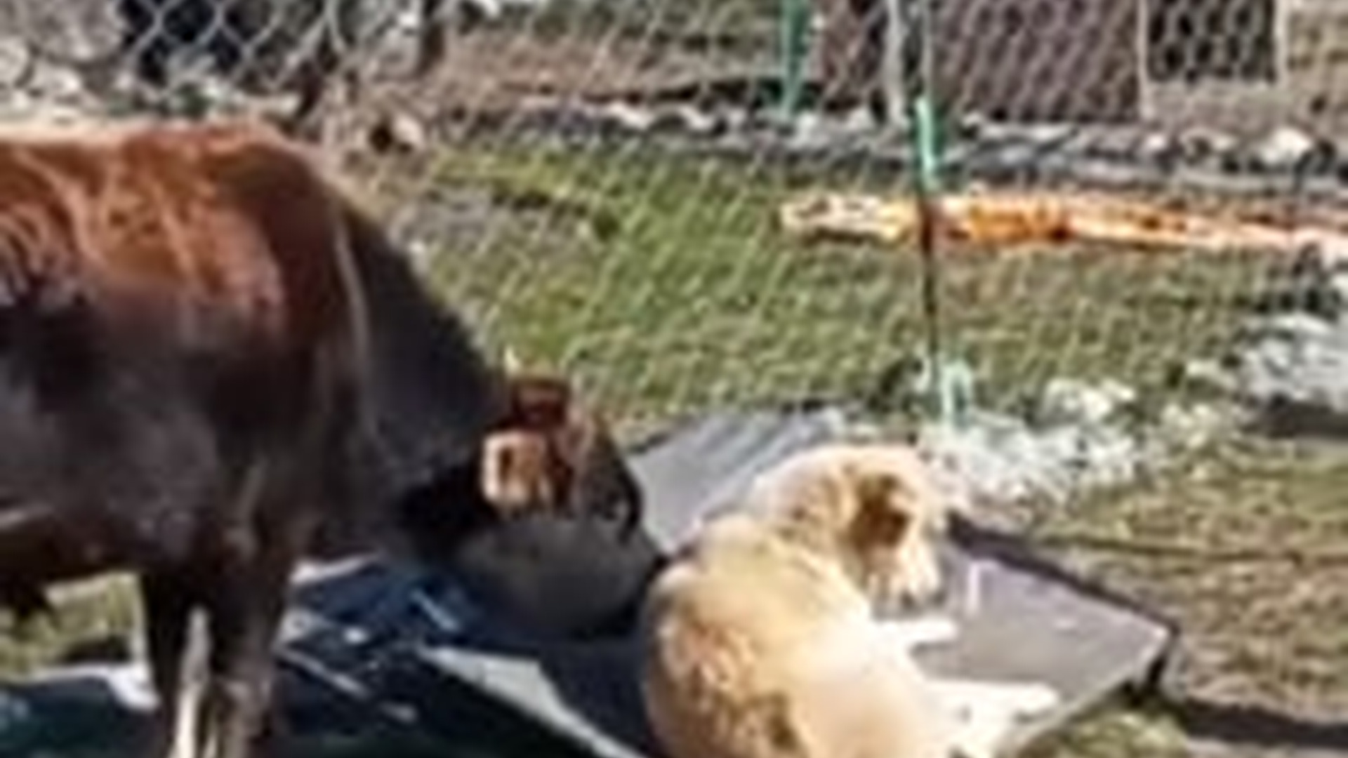 N0905028_Dog enjoys calf massage #calf #dog