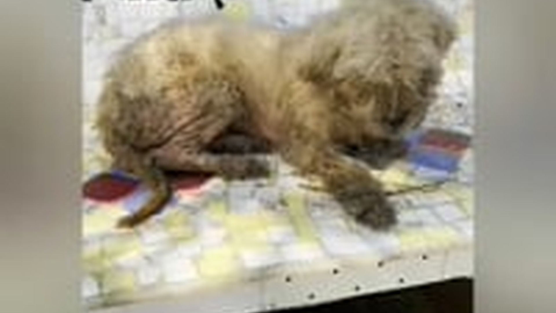 N0905033_Rescued Stray Dog Scabies, skin issues,