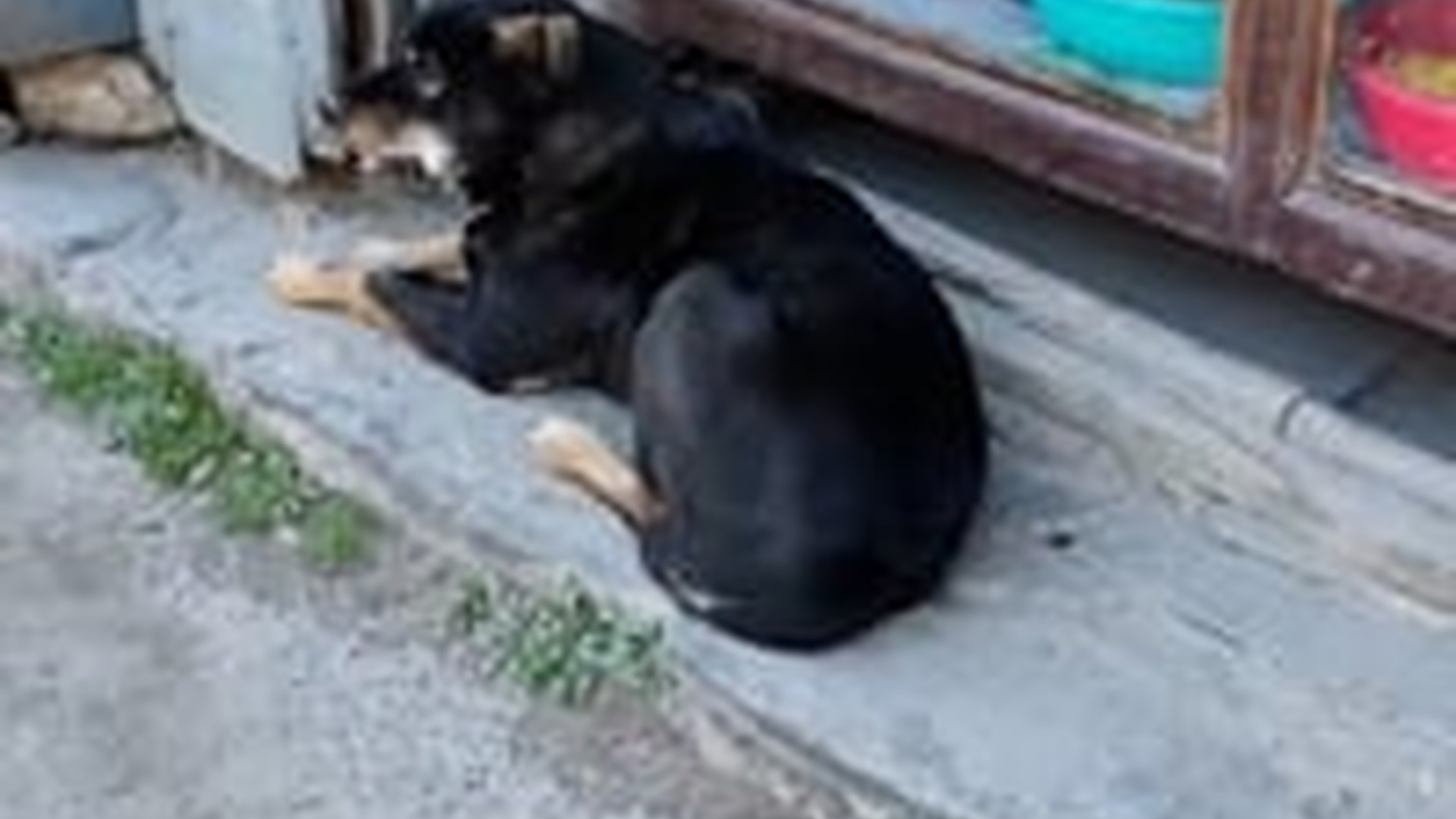 N0905036_Rescuers save stray dog has bone lodged