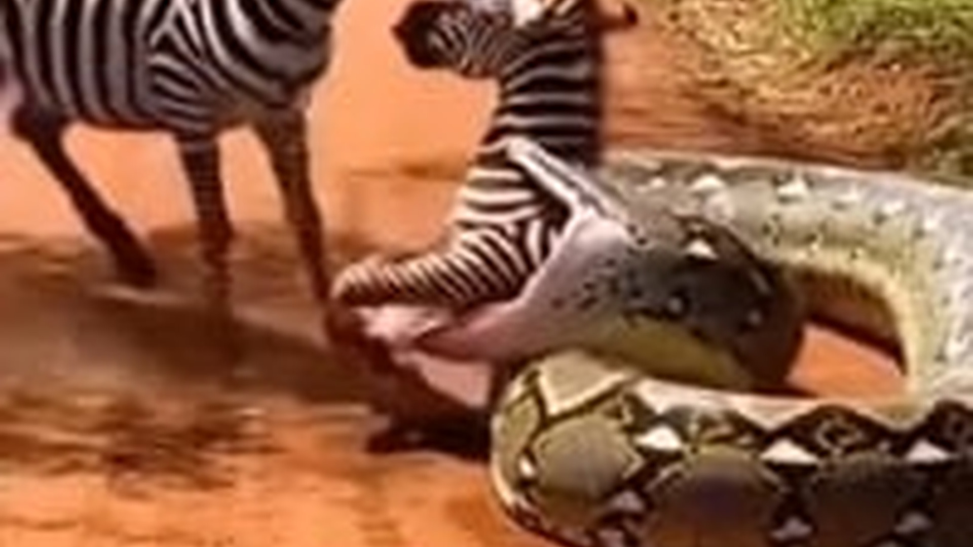 N0805016_Zebra tolong anaknya