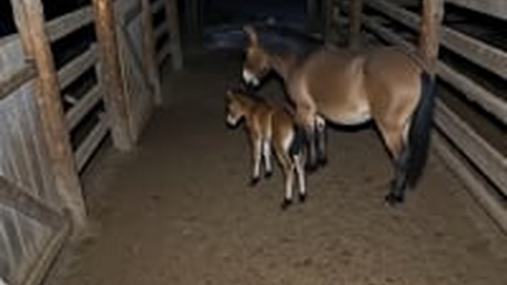 N1105004_K Fierce Mare Kicks Wo