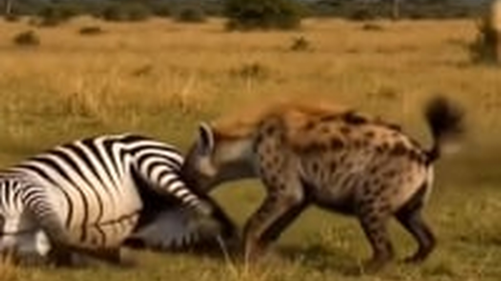 N1105028_K Hero Giraffe Saves Zeb