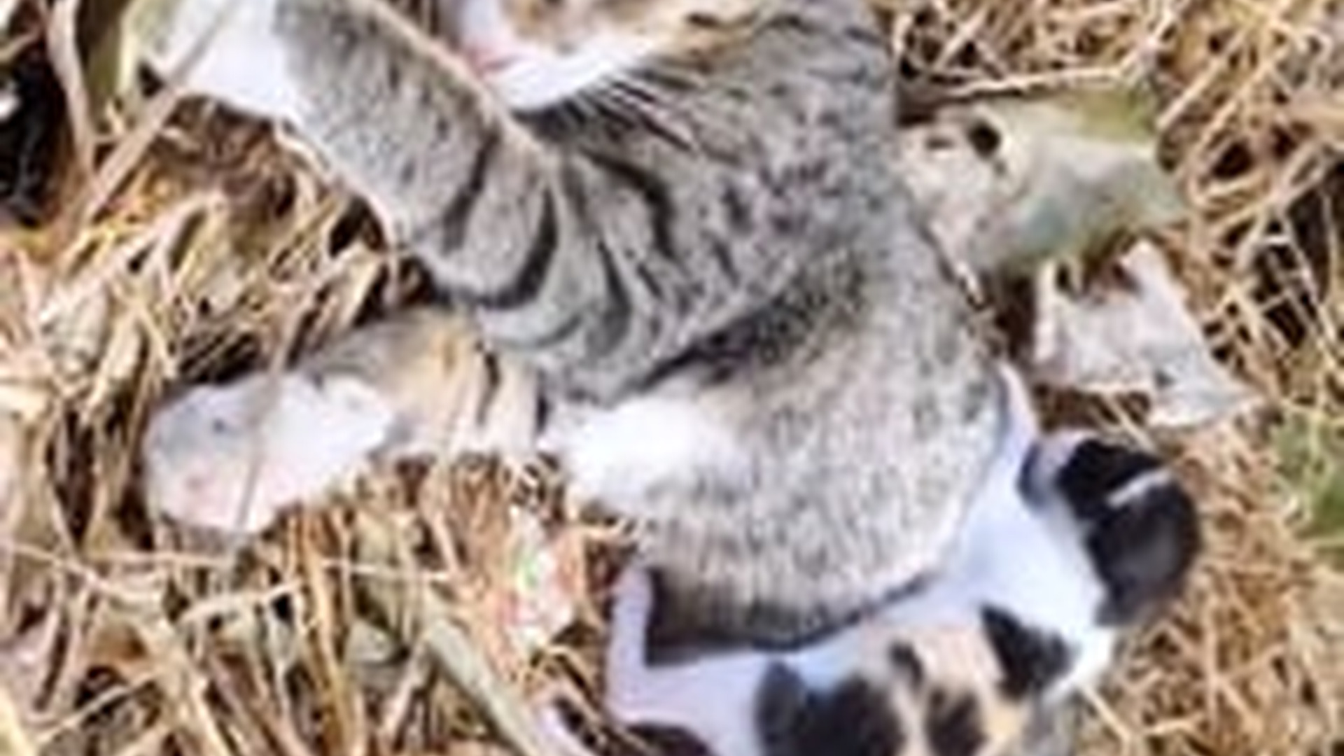 N1405081_Rescue a family cat #rescue #rescueanimals #rescuec..._part2