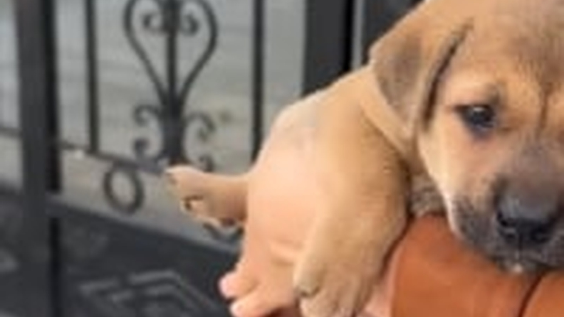N1405082_Rescue a puppy on road #rescue #rescueanimals #re..._part2