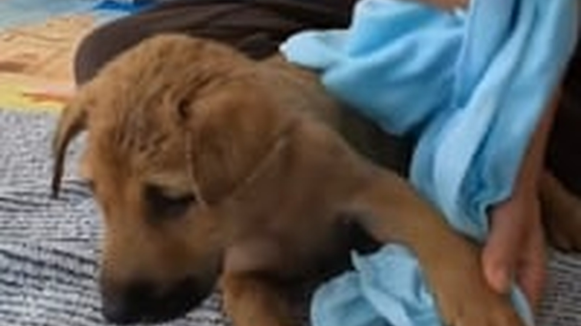 N1405083_Rescue a puppy on snow storm #rescue #rescueanimals..._part2
